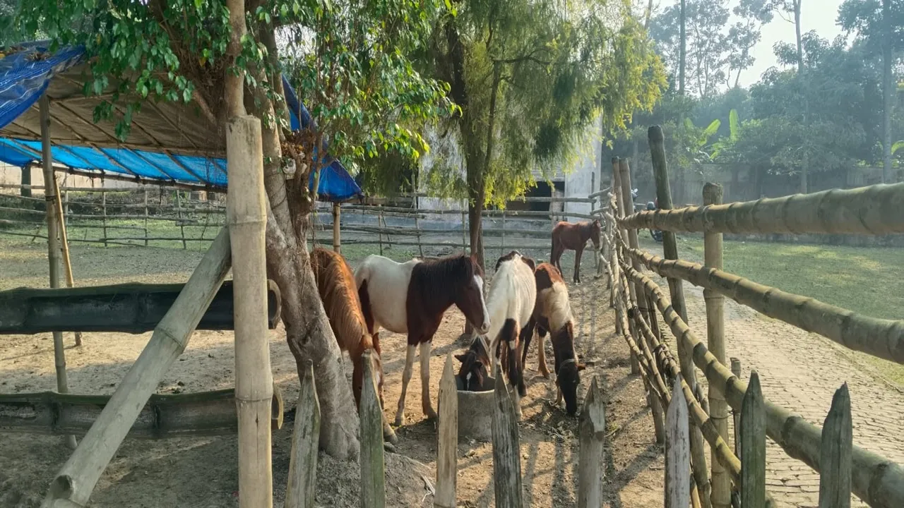 polba factory horse, dog, animal lover sister story will makes you wow