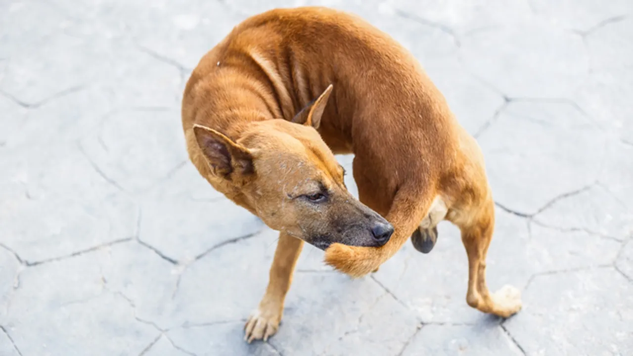 Dog Chasing tail: কুকুরের নিজের লেজ তাড়া করা কখন উদ্বেগের কারণ হয়?