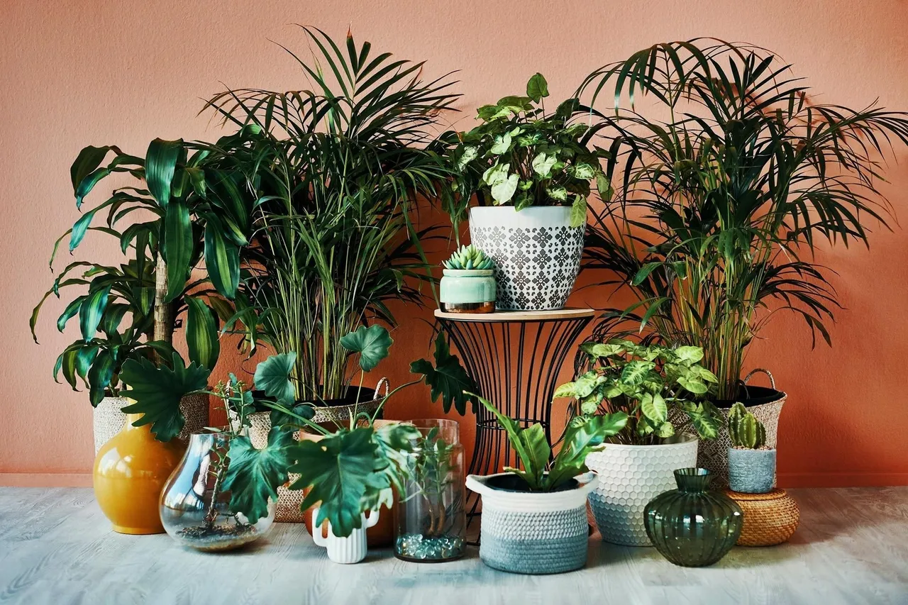 Indoor Plants Cure tips: ঘরে গার্ডেনিং করার কিছু সহজ টিপস সম্পর্কে জানুন