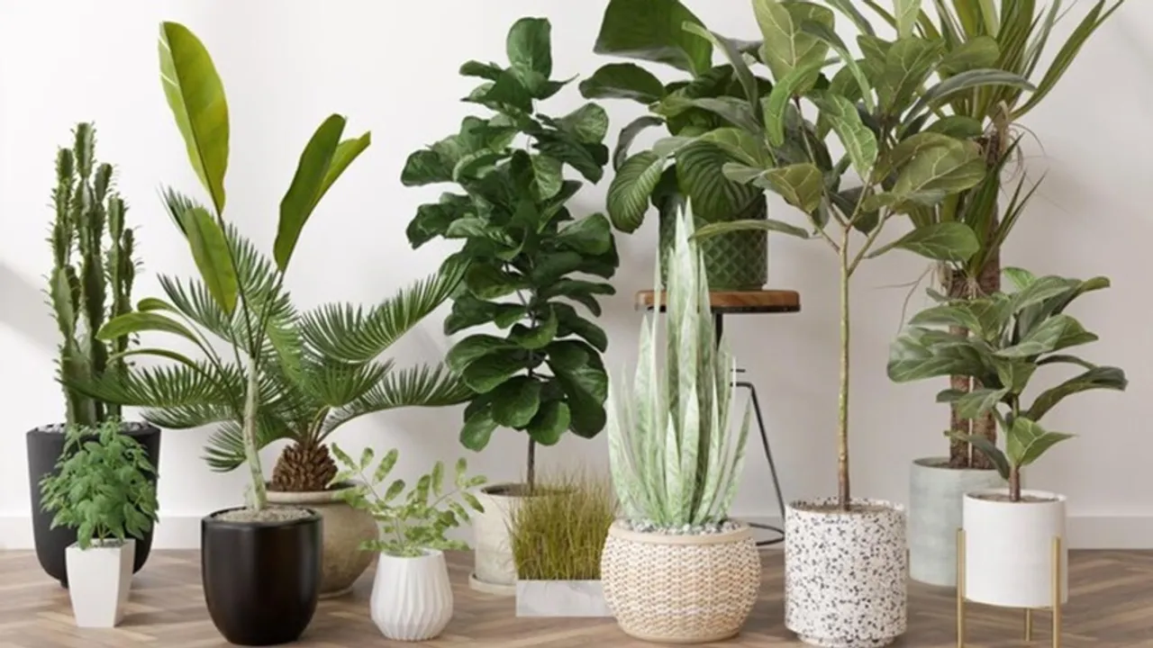 Indoor Plants Cure tips: ঘরে গার্ডেনিং করার কিছু সহজ টিপস সম্পর্কে জানুন