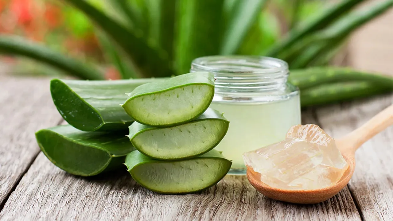 Aloe Vera Benefits: কীভাবে স্বাস্থ্য সম্পর্কিত সমস্যার জন্য অ্যালোভেরা ব্যবহার করবেন