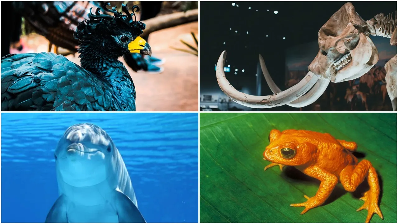 10 incredible animal extinct: জলবায়ু পরিবর্তনই এই ১০টি প্রাণীকে বিলুপ্তির পথে ঠেলে দিয়েছে