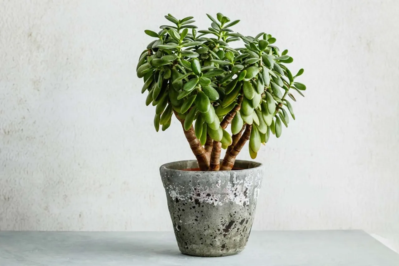 Jade Plant Care tips: বাড়িতে জেড গাছ থাকলে কীভাবে এর যত্ন নেবেন