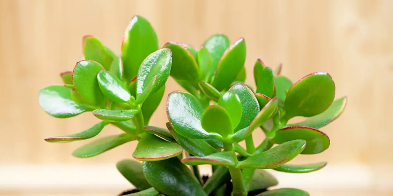 Jade Plant Care tips: বাড়িতে জেড গাছ থাকলে কীভাবে এর যত্ন নেবেন