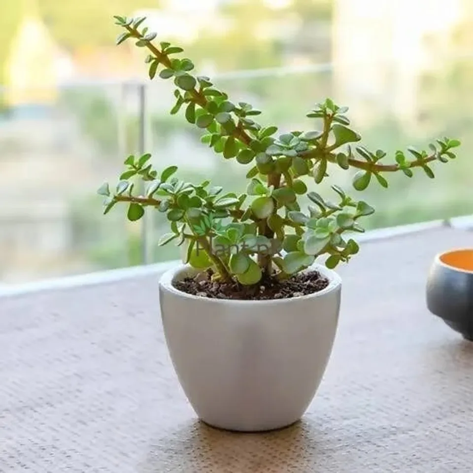 Jade Plant Care tips: বাড়িতে জেড গাছ থাকলে কীভাবে এর যত্ন নেবেন