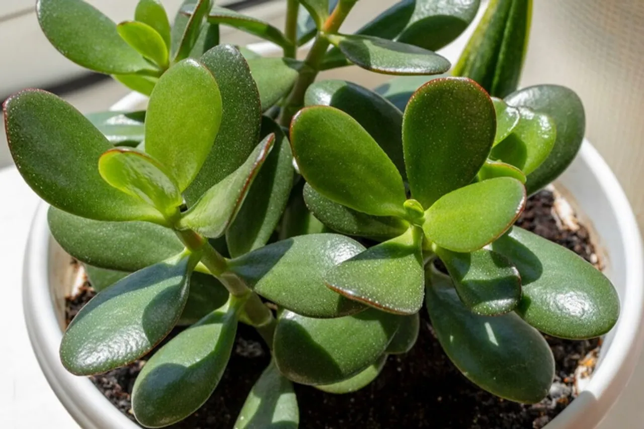 Jade Plant Care tips: বাড়িতে জেড গাছ থাকলে কীভাবে এর যত্ন নেবেন