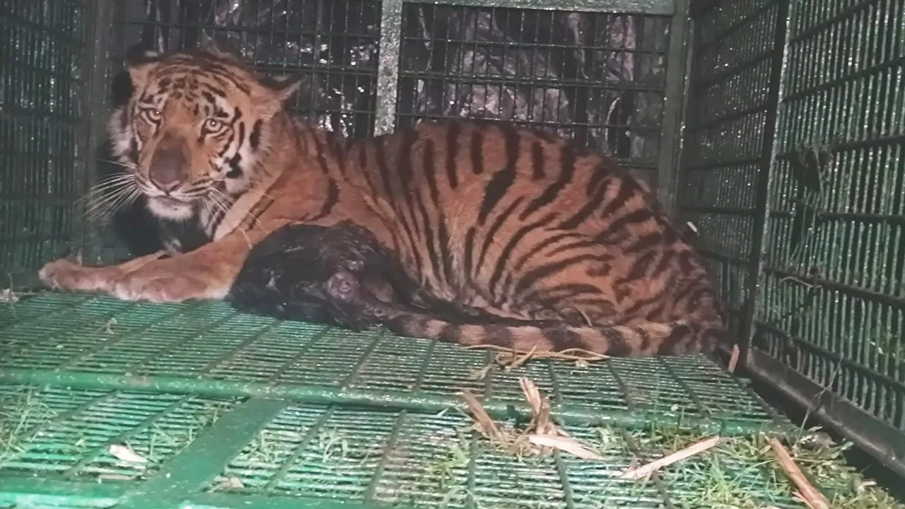 royal bengal tiger maipaith trapped