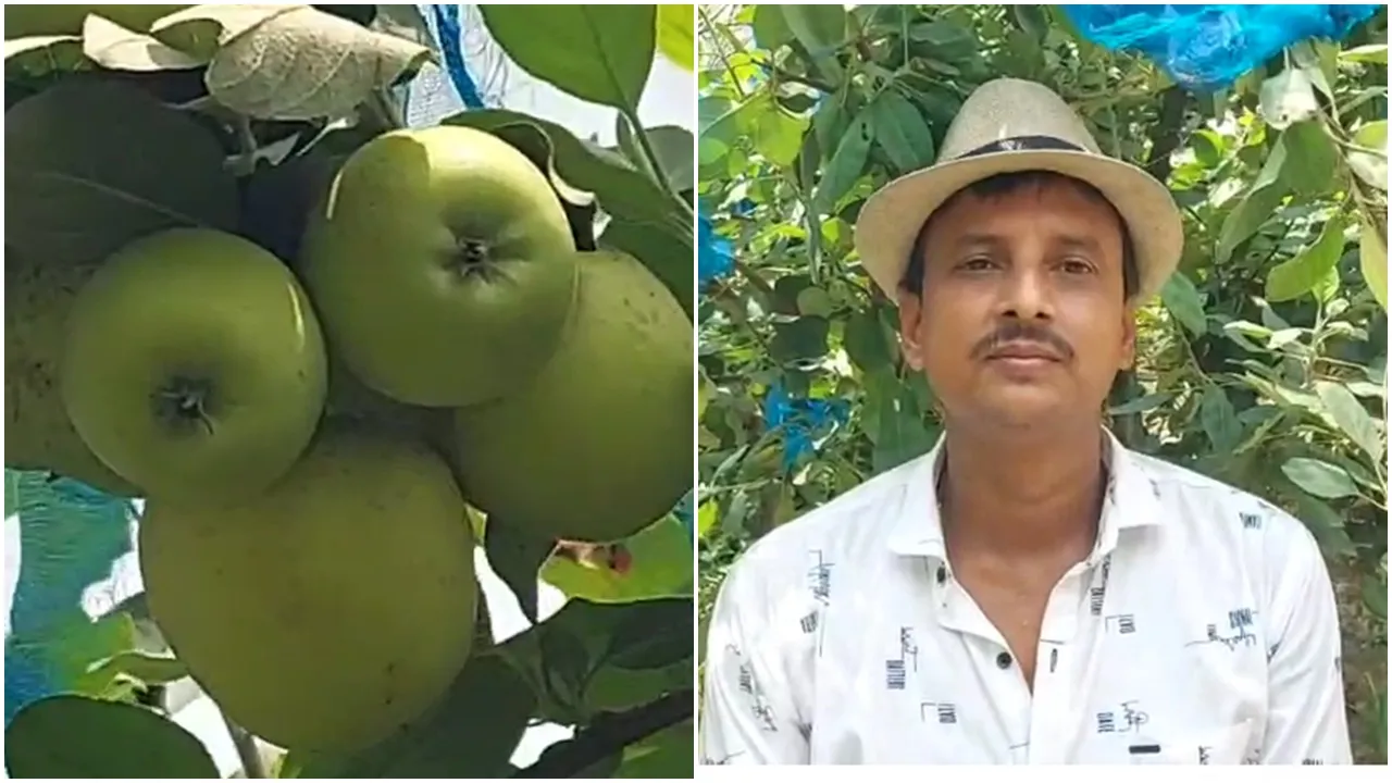 Murshidabad apple cultivation