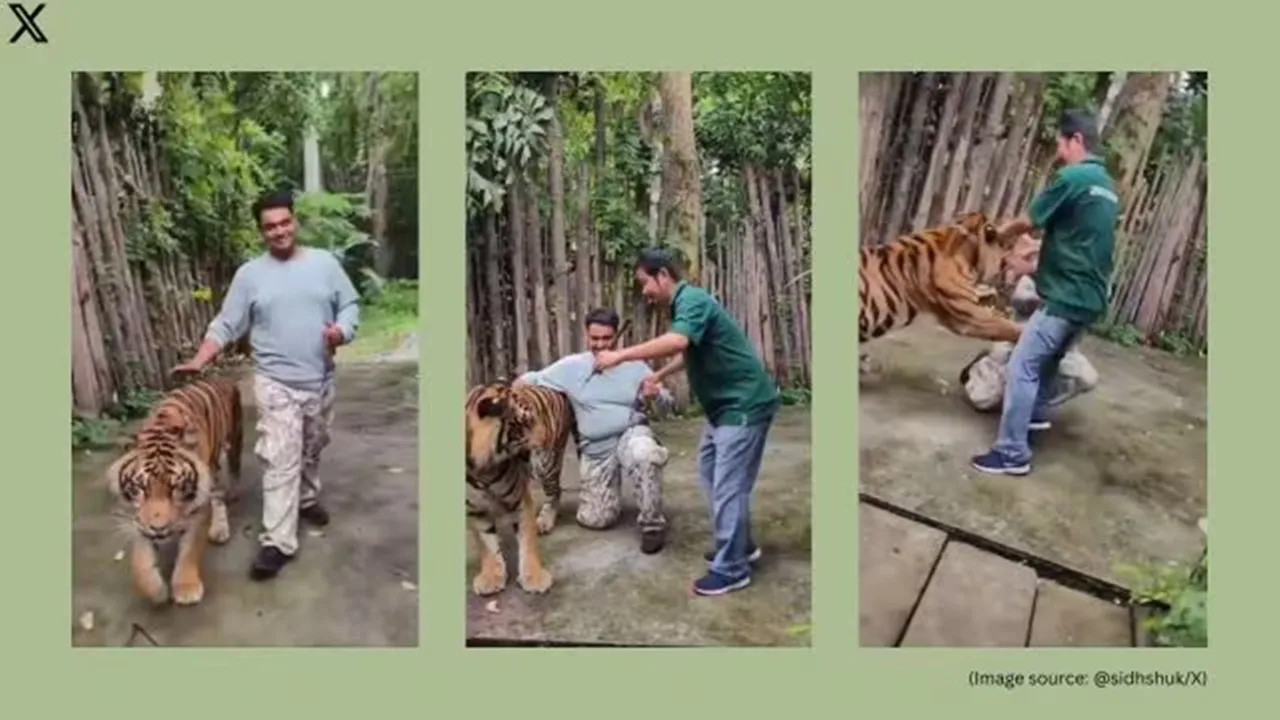 tiger-attack-indian-tourist-in-thailand-viral-video-