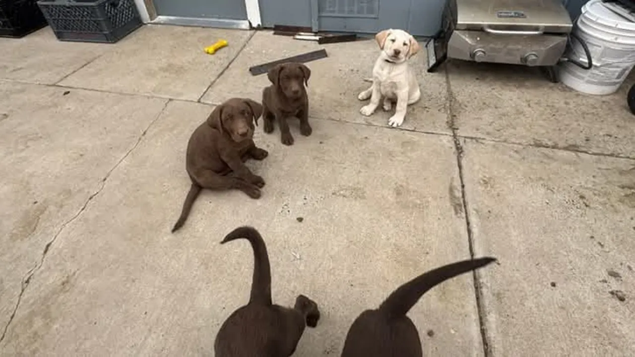 How to stop puppy biting: কুকুর ছানা পরদা, বিছানার চাদর কামড়ালে, এই সহজ কায়দায় সামলান।