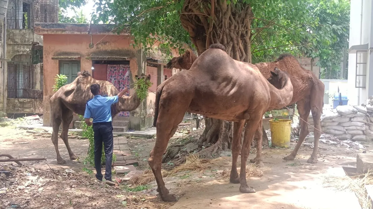 Haldia camel rescue,  Sutahata police seize camels  ,Illegal camel transport from Rajasthan  ,Camels intended for Eid sale  ,Animal cruelty prevention act  ,Camel feeding and medical care  ,Animal husbandry department  ,Unauthorized livestock movement,  Camel smuggling racket,  Animal welfare organization's complaint,হলদিয়া উট উদ্ধার,  সুতাহাটা থানা উট বাজেয়াপ্ত,  রাজস্থান থেকে উট পাচার  ,ঈদ উপলক্ষে উট বিক্রি,  পশু সুরক্ষা আইন  ,উটের খাদ্য ও চিকিৎসা  ,প্রাণী সম্পদ দপ্তর , বেআইনি পশু পরিবহন,  উট পাচার চক্র  ,পশুপ্রেমী সংগঠনের অভিযোগ