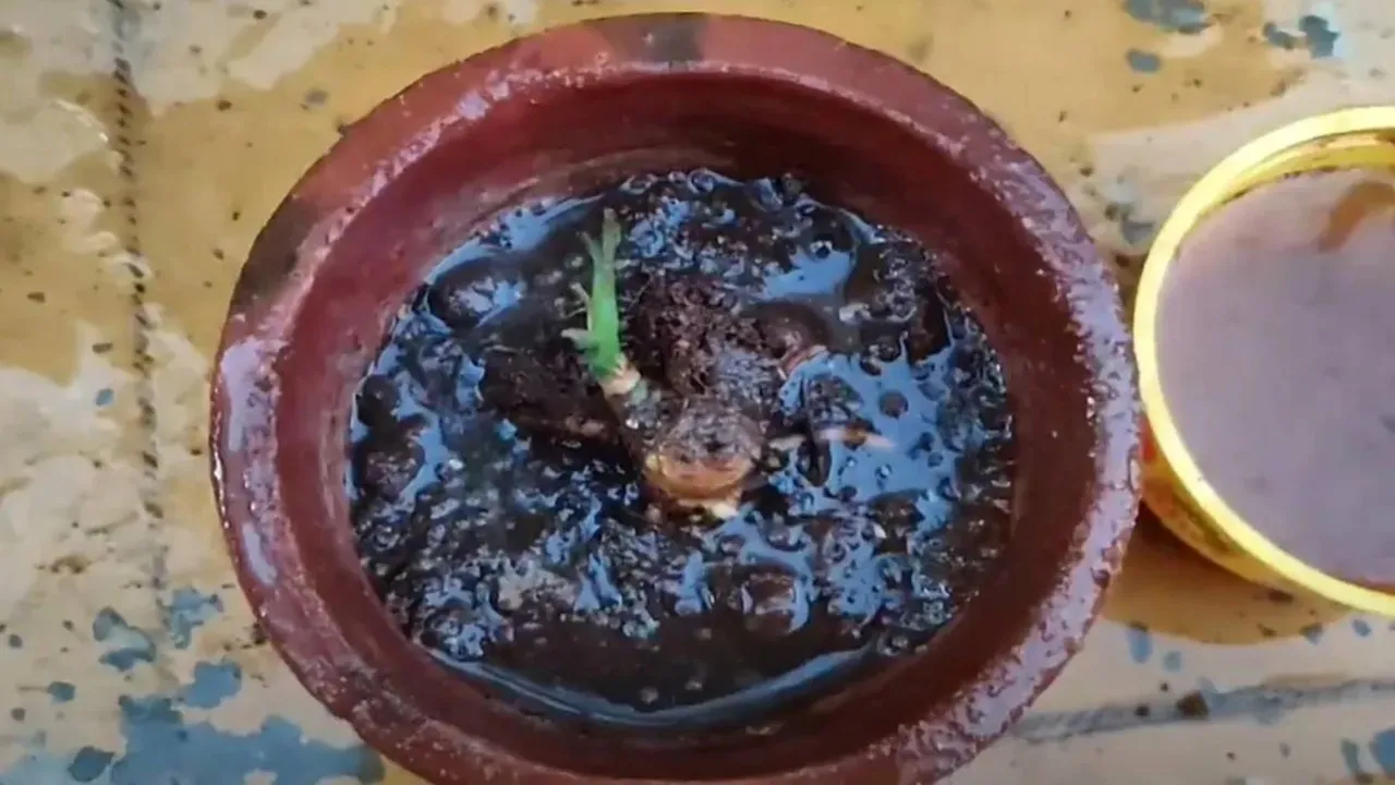 Revive Plants Lifestyle: শুকনো গাছ বাঁচানোর টিপস।