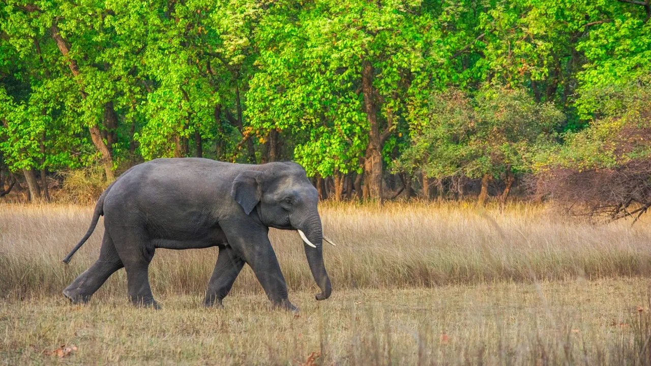 Gorumara National Park,  Kumki elephant  ,Rami,  Pregnant elephant  ,Maternity leave , Forest department,  Pilkhana  ,Missing elephant  ,Elephant in forest,  Forest officials,গরুমারা জাতীয় উদ্যান,  কুনকি হাতি,  রামি,  অন্তঃসত্ত্বা হাতি,  মাতৃত্বকালীন ছুটি,  বন দফতর,  পিলখানা  ,হাতি নিখোঁজ  ,জঙ্গলে হাতি  ,বনকর্মী