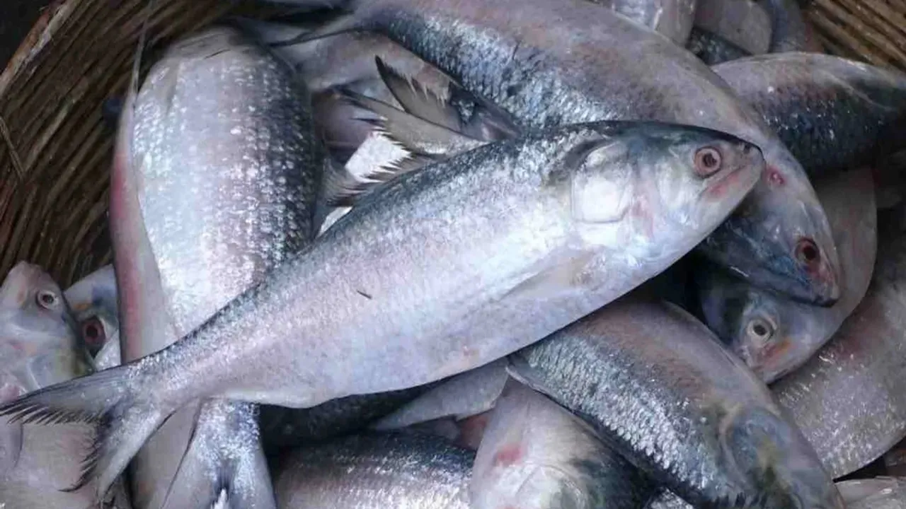 ilish-season-begins-trawlers-set-sail-from-kakdwip-after-fishing-ban-lifted