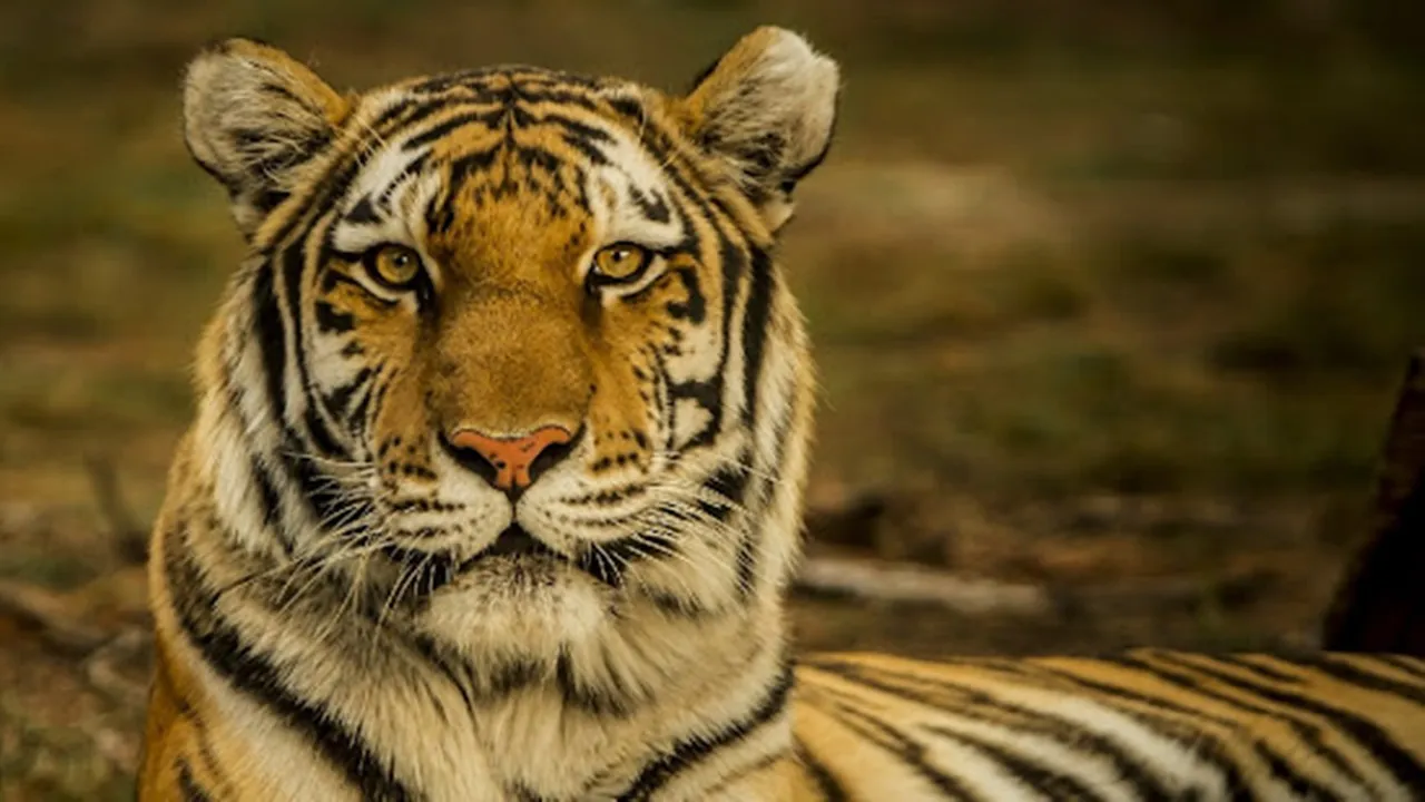 Royal Bengal Tiger latest news