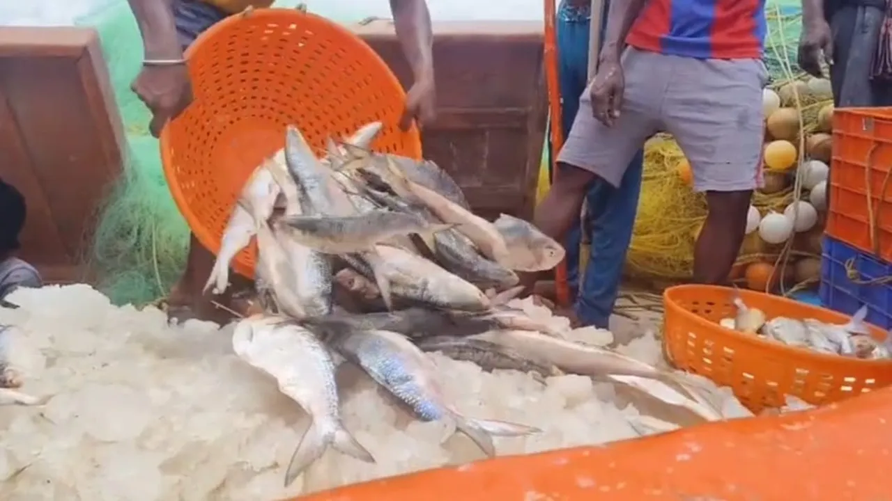 First hilsa of the season,  Kakdwip hilsa,  Namkhana hilsa  ,Sagar Island hilsa  ,Frazerganj hilsa,  Hilsa fishing begins,  Bay of Bengal hilsa,  Fishermen's joy,  South 24 Parganas fish catch  ,Hilsa season 2025,মরশুমের প্রথম ইলিশ,  কাকদ্বীপ ইলিশ,  নামখানা ইলিশ  ,সাগর ইলিশ , ফ্রেজারগঞ্জ ইলিশ  ,মৎস্যজীবীদের খুশি  ,বঙ্গোপসাগরের ইলিশ,  ইলিশ মরশুম শুরু,  দক্ষিণ ২৪ পরগনার ইলিশ  ,ইলিশ বাজার