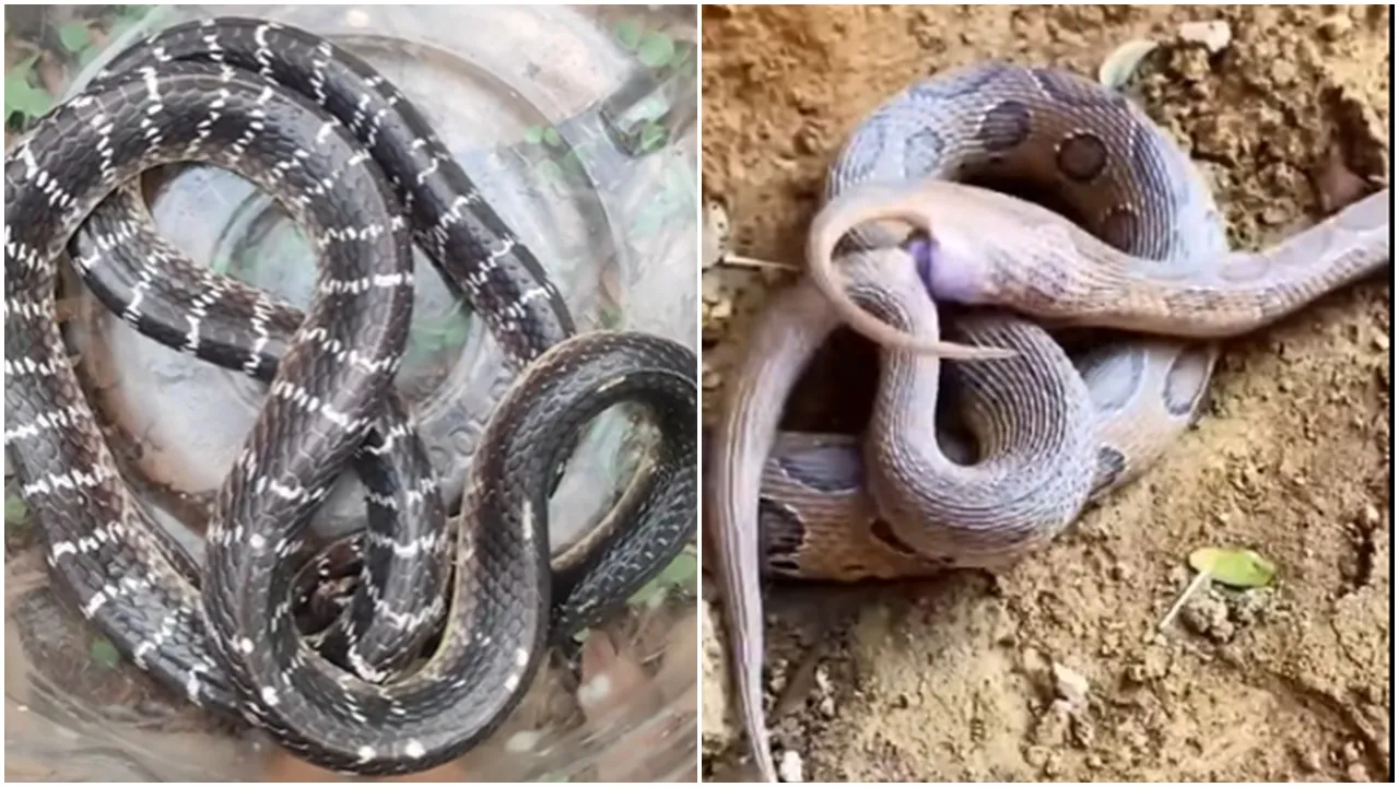 Monsoon Snake Awareness: বর্ষাকালে সাপের উপদ্রব বাড়ে। 