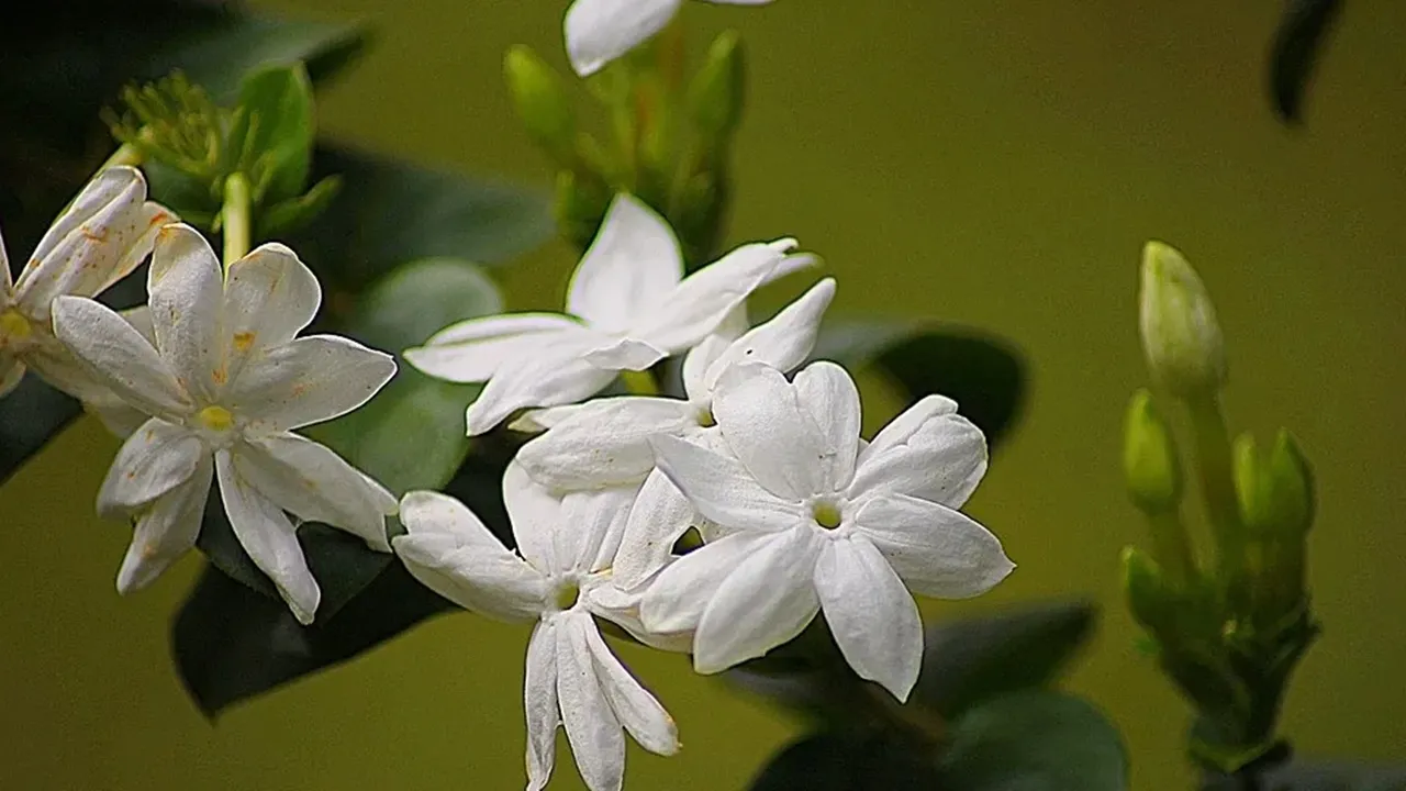 Flower Blooming Tips