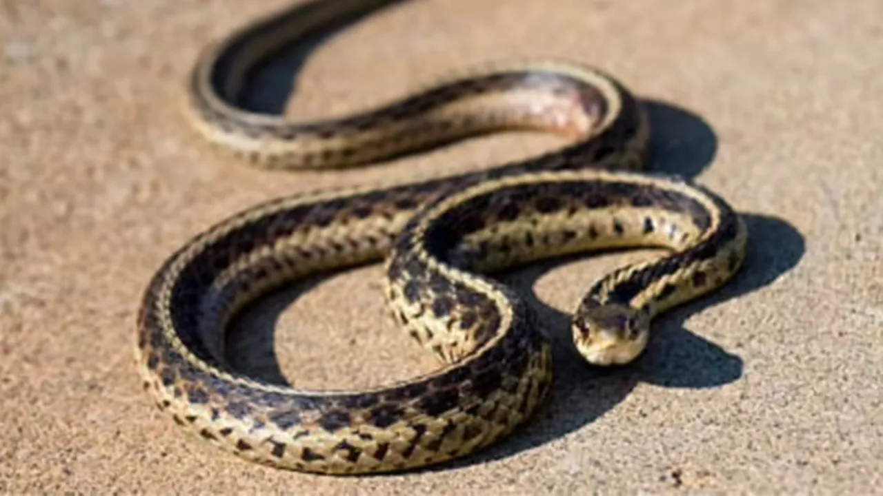 Signs of snakes