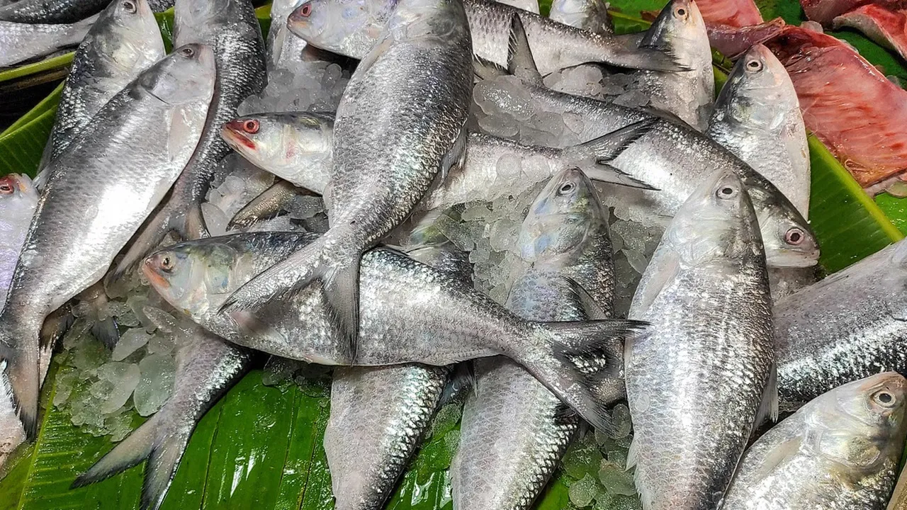 monsoon hilsa supply  ,early monsoon hilsa catch,  hilsa price drop  ,increased hilsa supply  ,hilsa market trends,  hilsa fish affordability,  monsoon season hilsa,  hilsa supply surge,  hilsa price forecast  ,abundant hilsa harvest,বর্ষার ইলিশ সরবরাহ,  বর্ষা শুরুর ইলিশ,  ইলিশের দাম কমছে  ,বেশি সরবরাহ ইলিশ,  বর্ষা মৌরশুম ইলিশ,  ইলিশের জোগান বৃদ্ধি  ,দাম পড়ছে ইলিশ,  পয়সা সাশ্রয় ইলিশ,  ইলিশ বাজার বিশ্লেষণ  ,ইলিশ মাছ রিপোর্ট