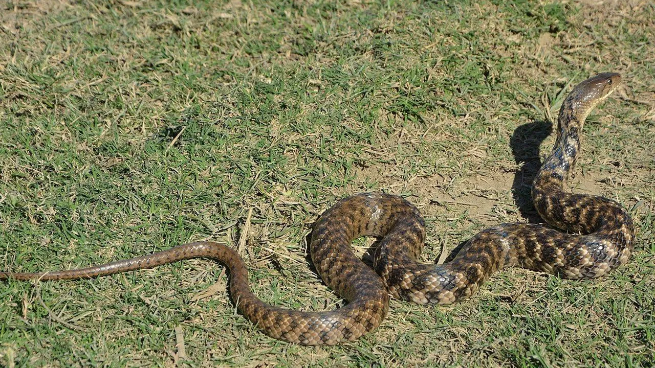 Signs of snakes 1