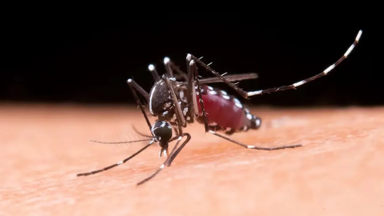 Mosquito Control Hacks