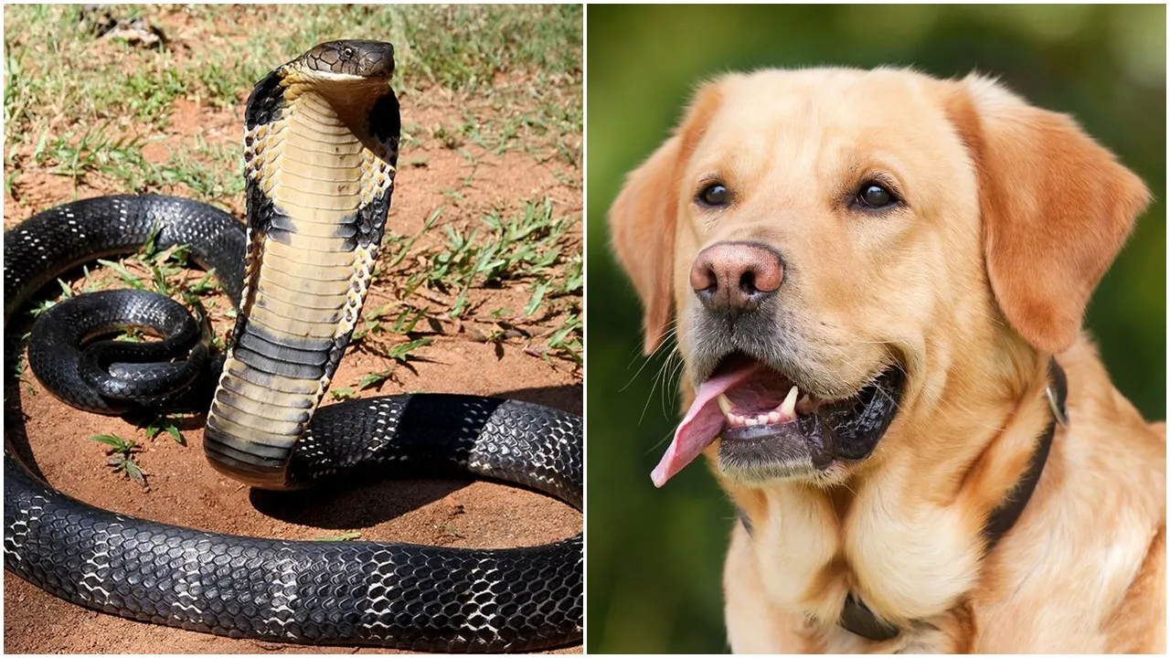 Labrador fights cobra in Bengal  Dog saves owner from cobra bite  Anti-venom success in dog treatment  Cobra vs Labrador heroic fight  Rare snakebite recovery in pet dog  Berhampore anti-venom dog news  Spectacle cobra attack dog survives  Snake bite treatment in India  Brave dog saves family from cobra  Hero dog Harry West Bengal