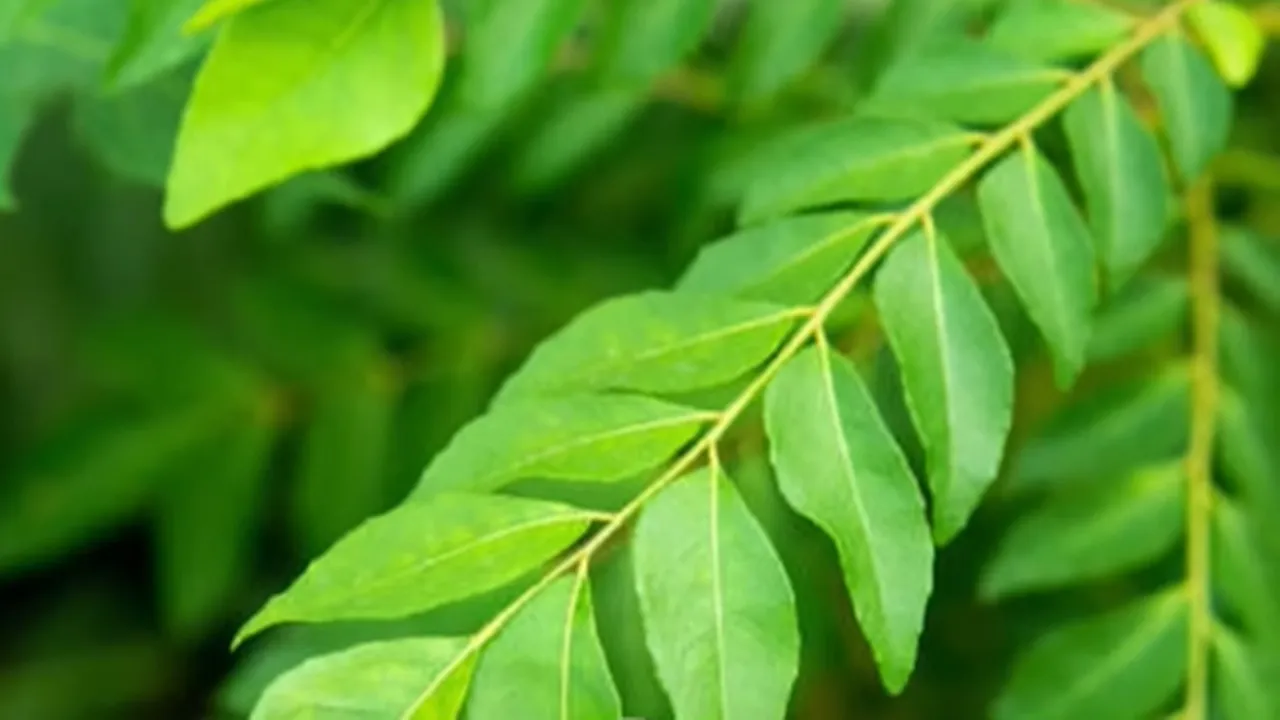 Curry Leaves