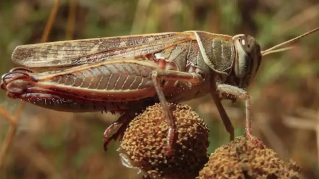 Nature's Thermometer Cricket