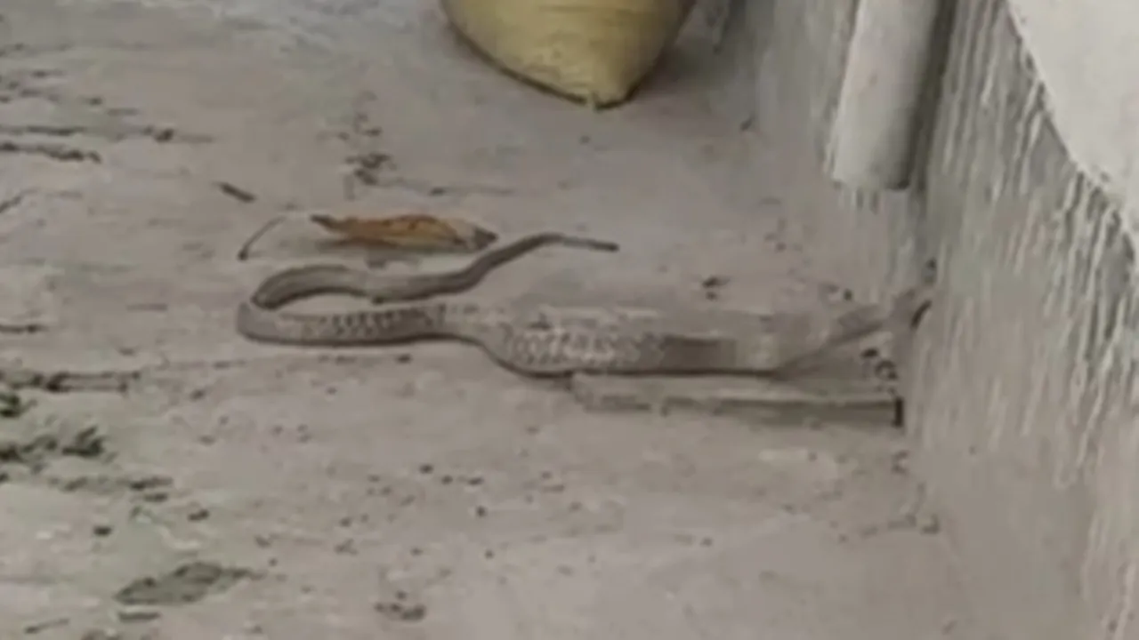 Snake Home Safety