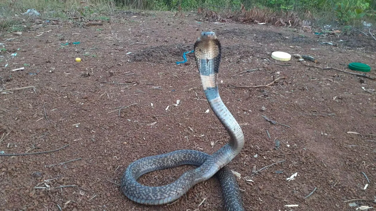 Snake