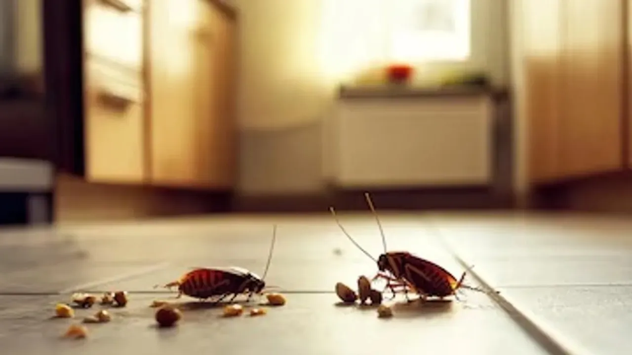 Cockroaches Home Remedy