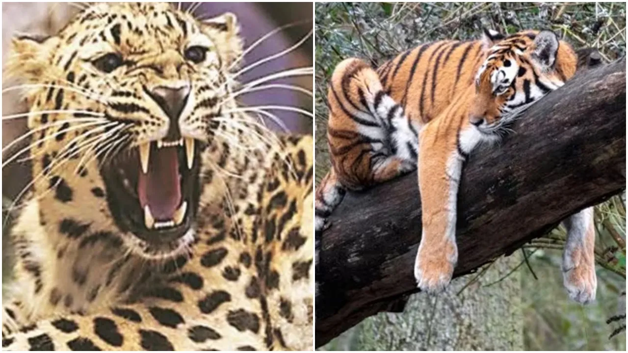 Tiger vs Leopard Fight