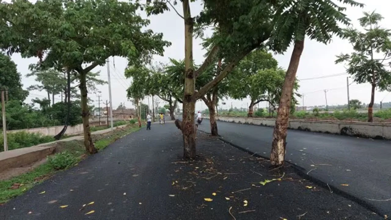 Bihar roads, Bihar news, Patna-Gaya road, Jehanabad 100-crore project, trees on road, road safety hazard, Indian express,বিহারে রাস্তা, বিহারের খবর,বিহারে রাস্তার উপরে গাছ