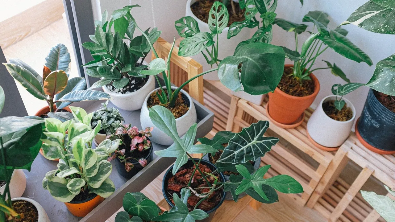 vastu-lucky-plants-money-wealth-home-tips, বাস্তু গাছের উপকারিতা, অর্থ আকর্ষণকারী গাছ, বাড়িতে মানি প্ল্যান্ট, তুলসী গাছের উপকারিতা, লাকি ব্যাম্বু বাস্তু, স্নেক প্ল্যান্ট, ক্র্যাসুলা গাছ, বাস্তু টিপস ২০২৫, বাস্তু মতে গাছপালা