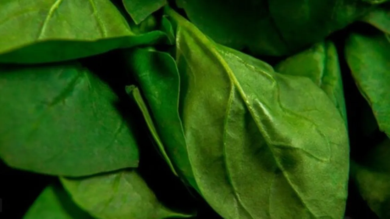 Monsoon Vegetables to Avoid 2