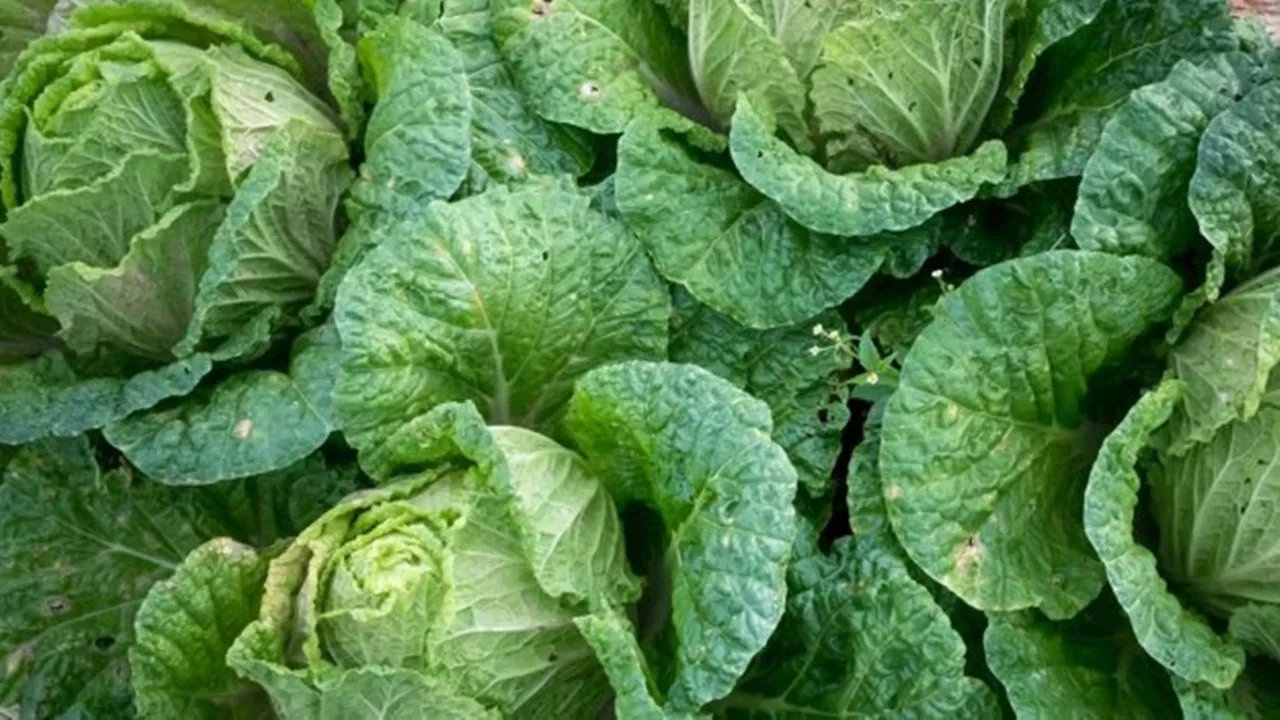 Monsoon Vegetables to Avoid 6