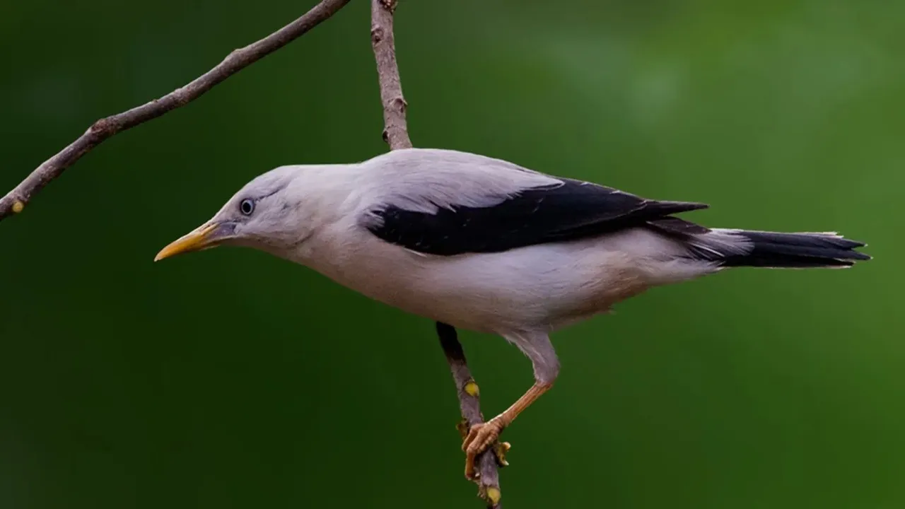 10 Rare Animals