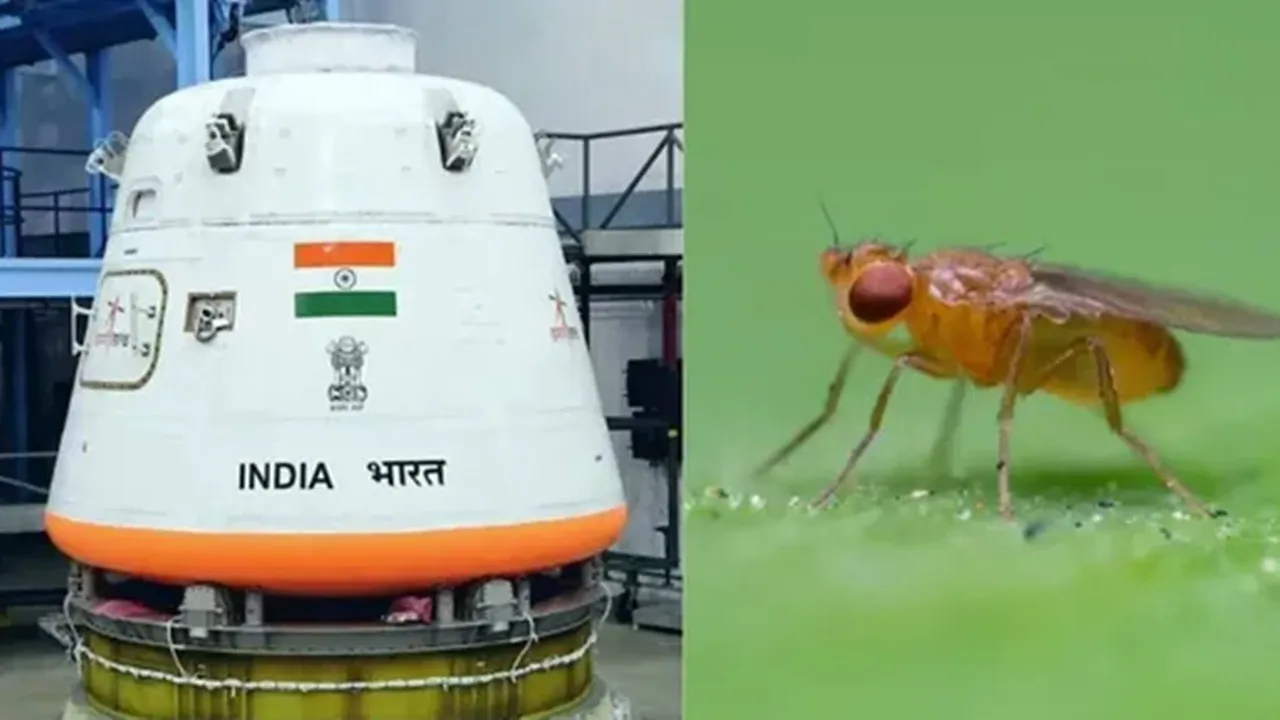 Fruit flies in space