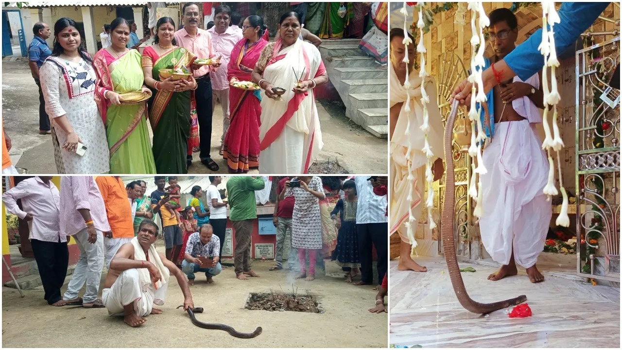 July Asadha Shukla Pratipada snake worship,  live cobra puja Bardhaman villages,  Jhanklai snake deity ritual , human‑snake coexistence tradition  ,poison bite considered prasada,  Jhankeshwari snake goddess worship,  rare ghokra snake veneration,আষাঢ় শুক্লা প্রতিপদ সাপ পূজা,  ঝাঁকলাই দেবী সাপ পুজো  ,কেউটে সাপ পূজা বর্ধমান,  বিষধর সাপ ‘প্রসাদ’ বিশ্বাস  ,মঙ্গলকোট পলসোনা মুশারু গ্রাম,  ঝঙ্কেশ্বরী দেবী সনাতন তীর্থ  ,প্রাণী ও মানুষের একাত্ম বাসস্থান