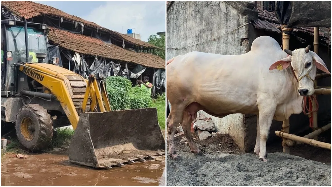 Dankuni khatal eviction, NGT order West Bengal, Hooghly khatal clearance, cattle sheds removal, milk supply impact, Dankuni canal pollution, Kolkata khatal history, court order enforcement, Hooghly administration, drone surveillance eviction
