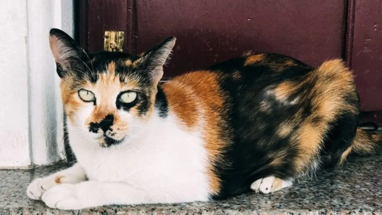 Cat Scratch Disease