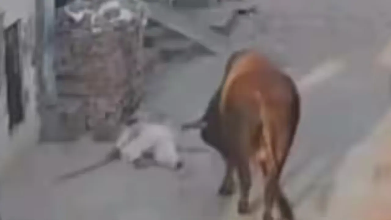 Bull Attack Viral Video