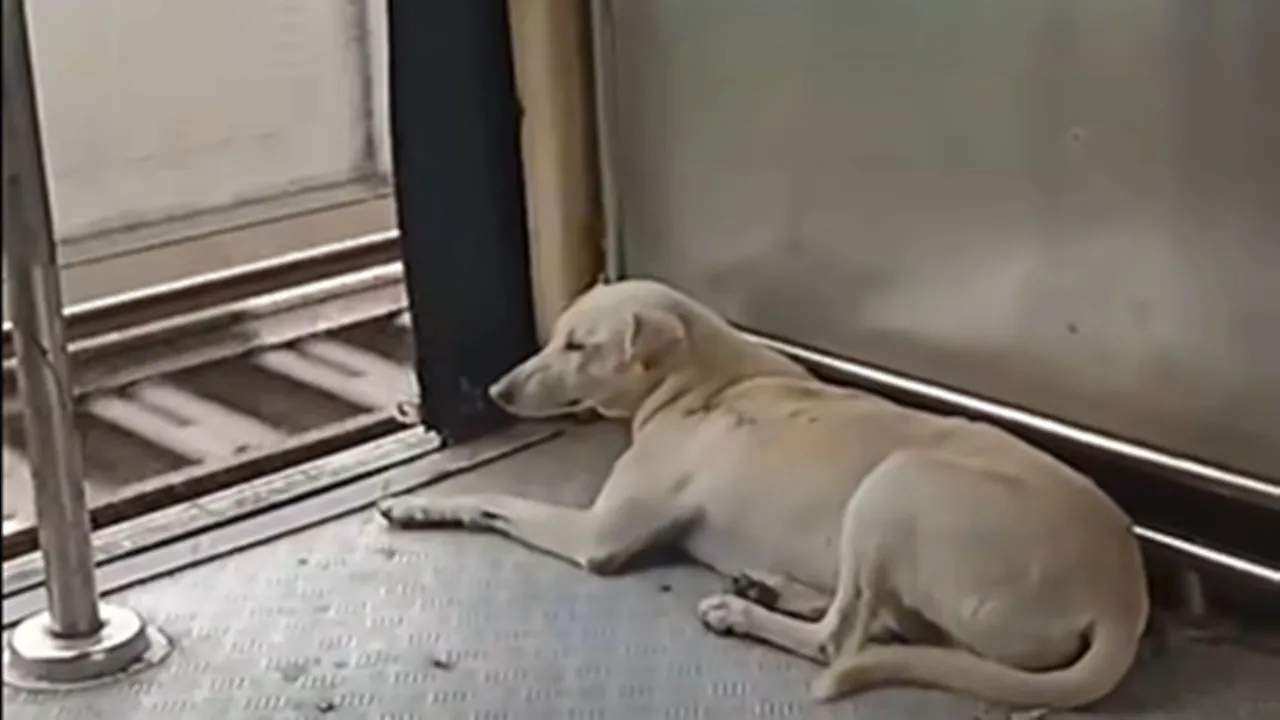 Dog in train viral video