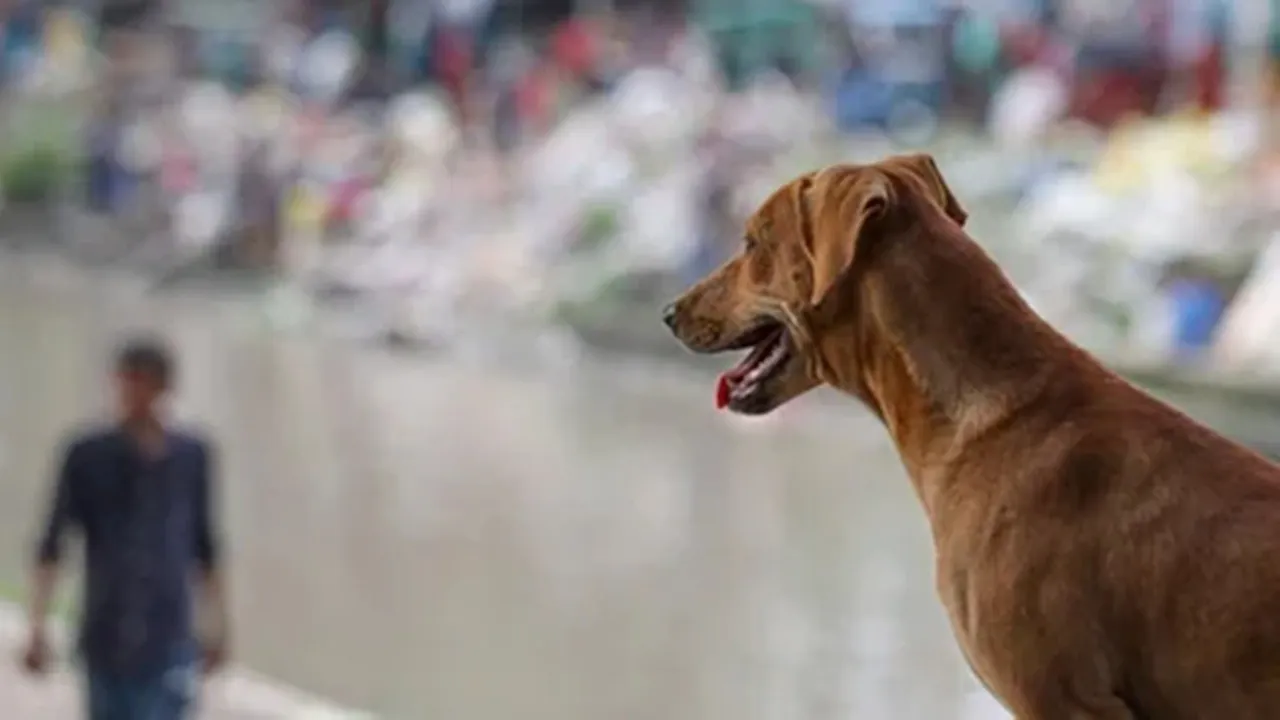 stray dog supreme court