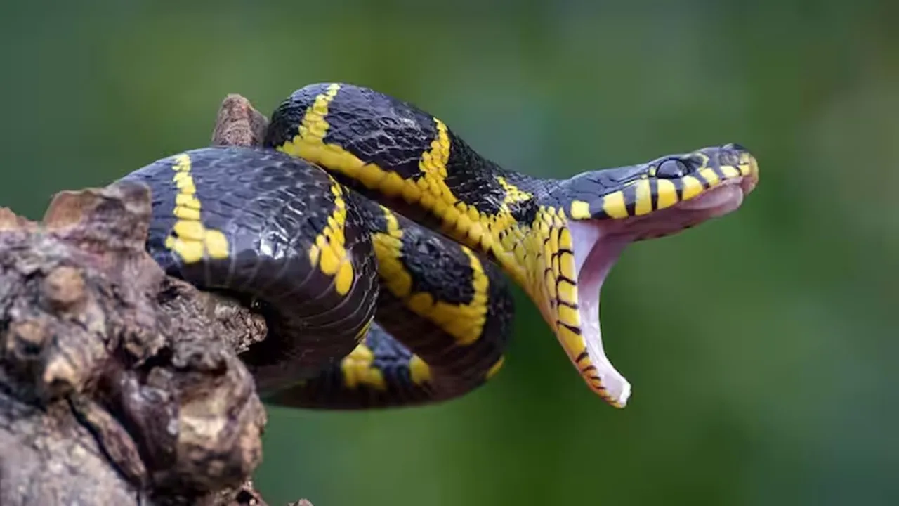common krait
