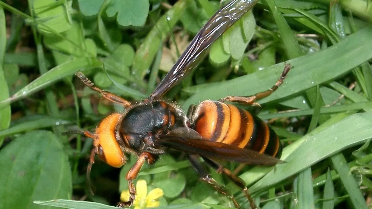 Worlds Largest Wasp