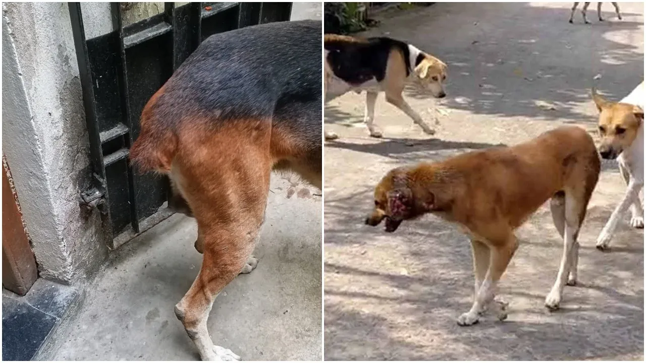 Moynadanga dog cruelty, street dog abuse, West Bengal animal news, Chinsurah cruelty incident, PK Ghosh dog rescue, dog mutilation case, dog abuse news 2025, Bengal animal welfare, street dog attack, Bengali news, Kolkata local news, animal rights violation, shocking dog cruelty,ময়নাডাঙা কুকুর নির্যাতন, পথ কুকুর অত্যাচার, পশ্চিমবঙ্গ পশু খবর, চুঁচুড়া কুকুর নির্যাতন, পি কে ঘোষ কুকুর উদ্ধার, কুকুরের কান চোখ লেজ কেটে নেওয়া, পশু অধিকার লঙ্ঘন, রাস্তার কুকুর নির্যাতন, বাংলা ব্রেকিং নিউজ, কলকাতা স্থানীয় খবর, কুকুর হত্যাকাণ্ড, অবলা প্রাণী অত্যাচার