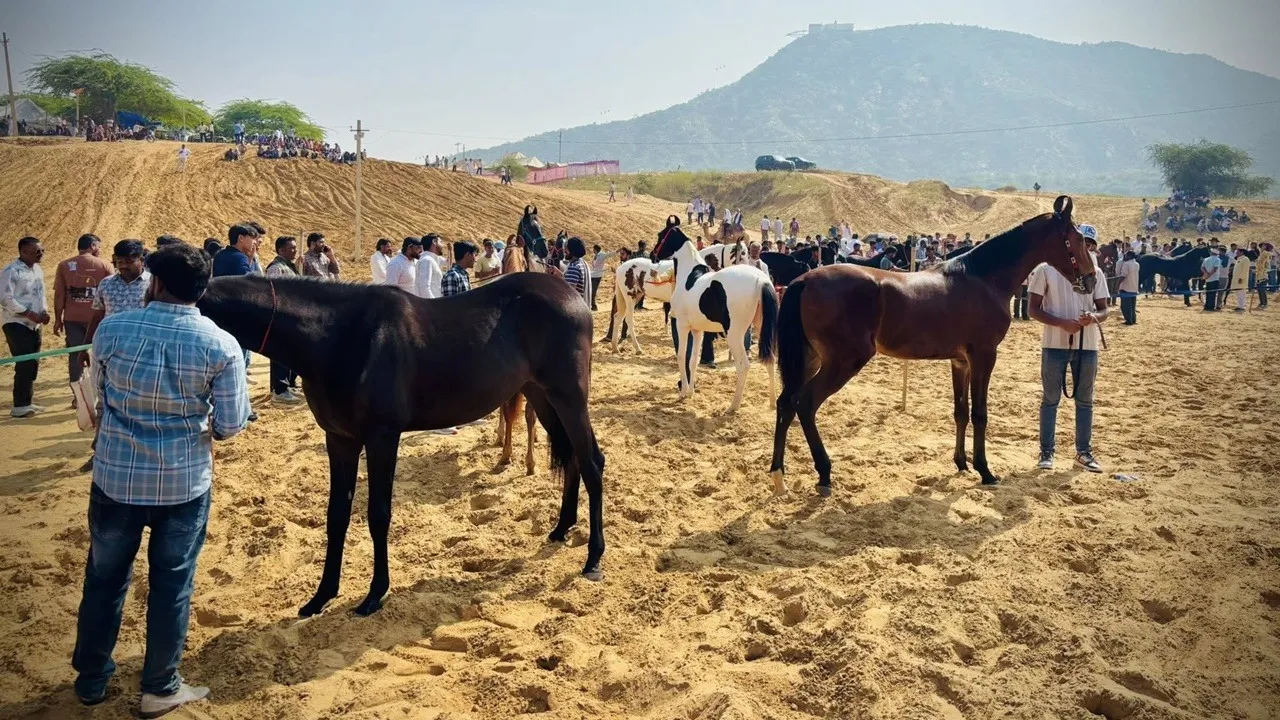 Pushkar Mela 2025: জমে উঠেছে পুষ্কর মেলা।