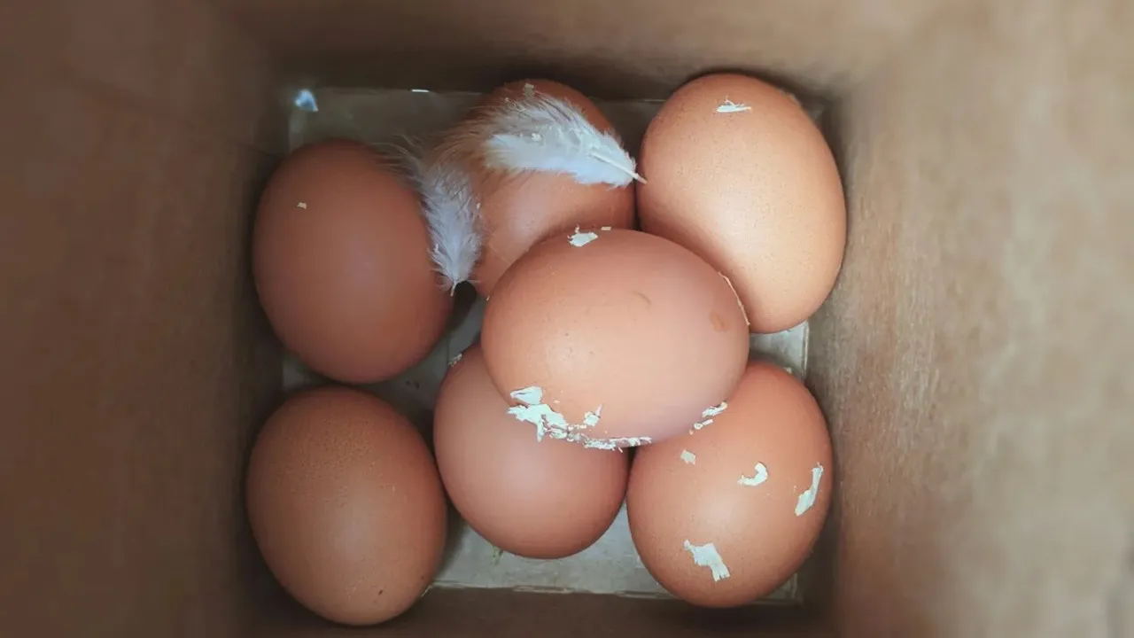 Wash Eggs Before Cooking: রান্নার আগে ডিম ধোয়া কেন জরুরি?